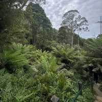 Dandenong Ranges National Park