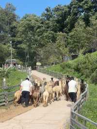 Alpaca World @ Korea