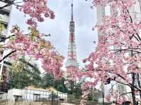 結合櫻花和東京鐵塔的賞櫻地