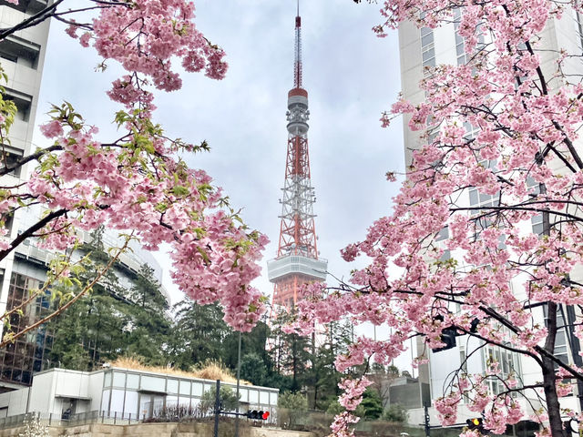 結合櫻花和東京鐵塔的賞櫻地