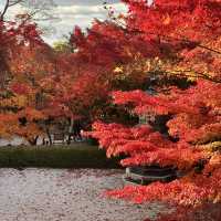 Kyoto - Eikando đừng nên bỏ qua