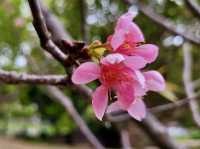 東勢林場是闔家出遊的好去處