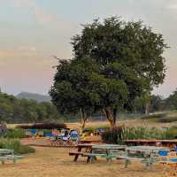Midwinter • Khaoyai, Nakhon Ratchasima