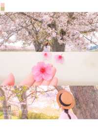 梅と桜のおすすめスポットはここ🌸🍡💕