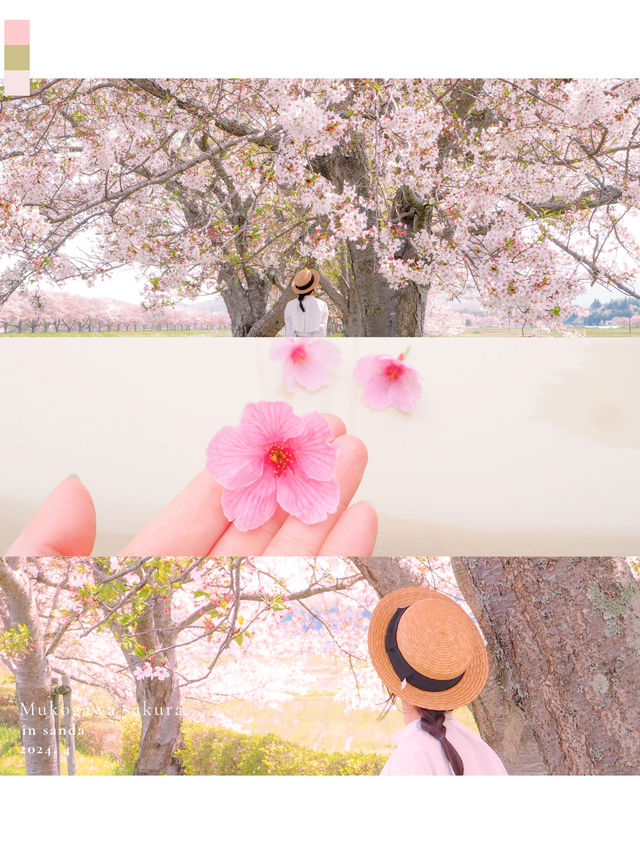 梅と桜のおすすめスポットはここ🌸🍡💕