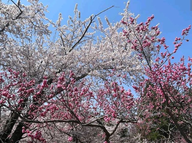Maruyama Park