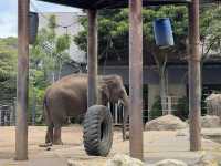 Taronga Zoo Sydney