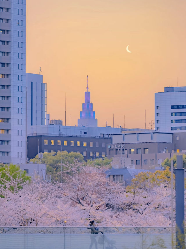 市中心盛放的櫻花❤️‍🔥東京櫻花攻略🥰