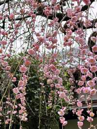 🌸 Sakura Blooming at Ueno Park 🌸