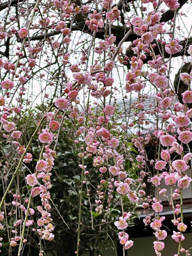 🌸 Sakura Blooming at Ueno Park 🌸