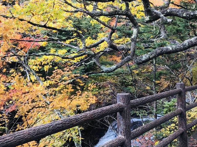 Senjogahara กับใบไม้เปลี่ยนสี ที่ Nikko คือที่สุดด