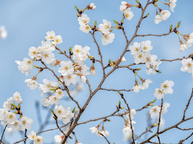 Catch the Cherry Blossoms in full Bloom Next Week in Tidal Basin