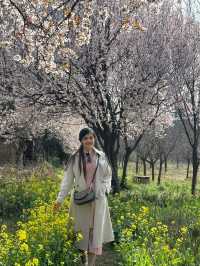 A Serene Escape Amidst the Blossoms at White Horse Temple