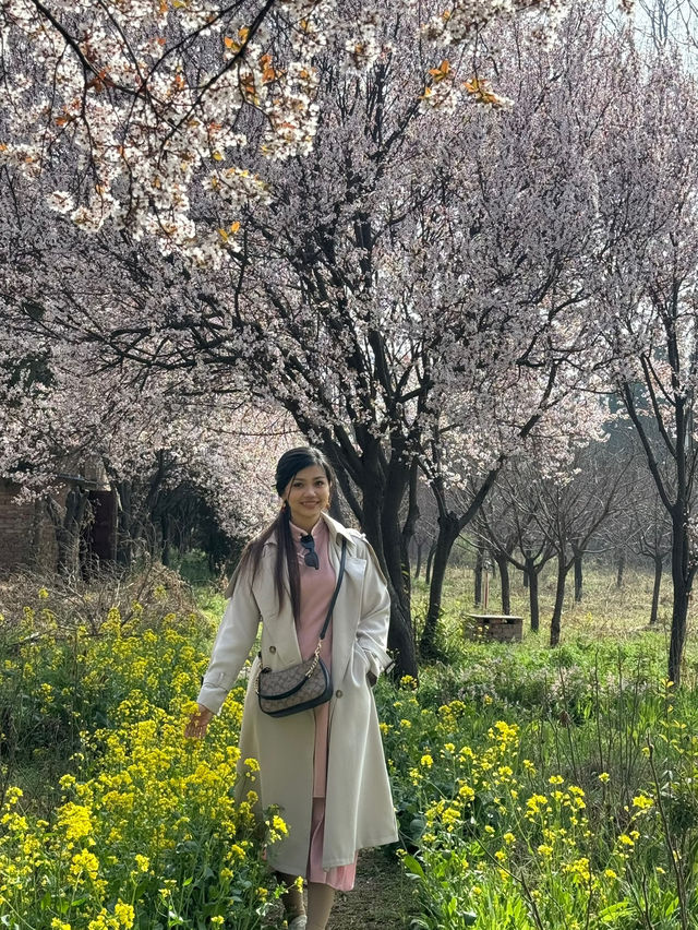 A Serene Escape Amidst the Blossoms at White Horse Temple