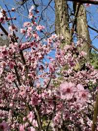 A Floral Paradise: Admiring Cherry Blossoms & Magnolias in Zhengzhou’s People’s Park