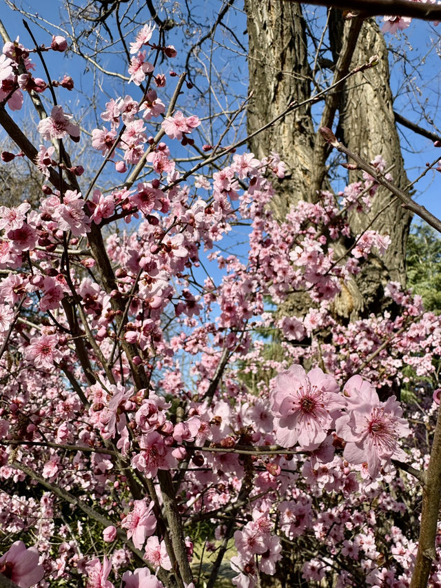 A Floral Paradise: Admiring Cherry Blossoms & Magnolias in Zhengzhou’s People’s Park