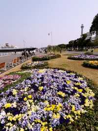 【桜が満開の横浜ニューグランドホテルと氷川丸、山下公園で春を迎えよう】