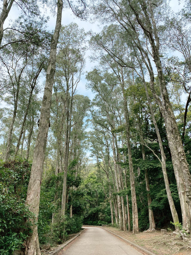 白千層｜香港最易徒步打卡景點🌳