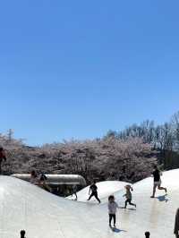 【宮城×春旅】水に映り込む桜の絶景 🥰 
