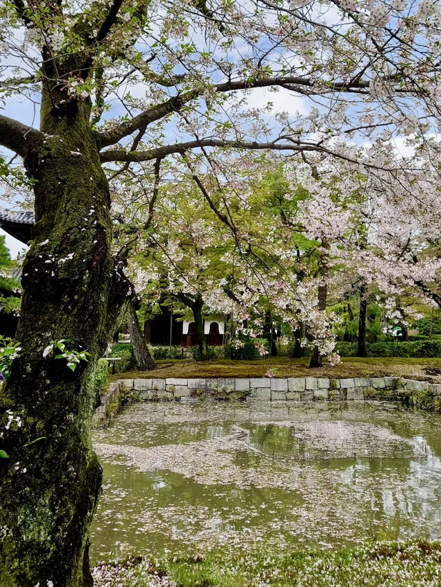 Spring Visit to Kenninji Temple – A Sakura Wonderland