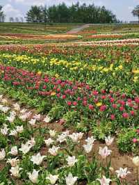 Spring Outing 🌸 Nasu Flower World – A Colorful Floral Paradise