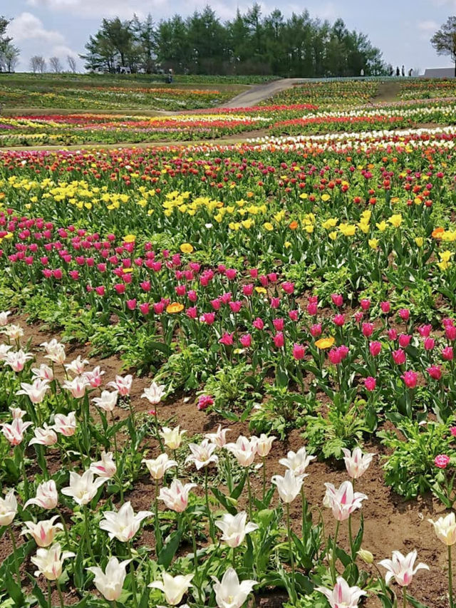 Spring Outing 🌸 Nasu Flower World – A Colorful Floral Paradise