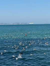 The sea of Yantai 🌊🇨🇳 Healing moment