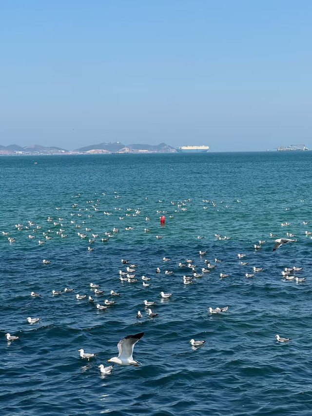 The sea of Yantai 🌊🇨🇳 Healing moment
