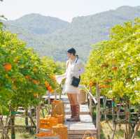 รวม 7 โลเคชั่นกาญจนบุรี มันดีมาก! 🎼🌳 