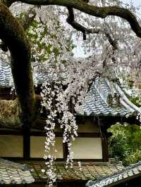 Springtime Visit to Jurinji Temple: The 200-Year-Old Narihira Sakura
