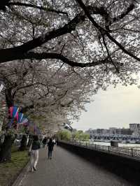 【🇯🇵】桜吹雪がキレイな隅田公園 墨堤🌸
