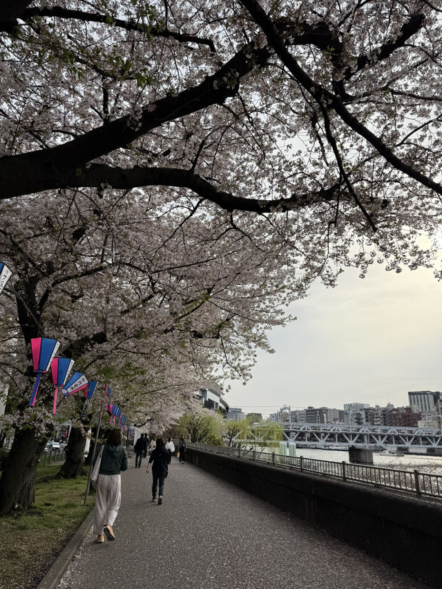 【🇯🇵】桜吹雪がキレイな隅田公園 墨堤🌸
