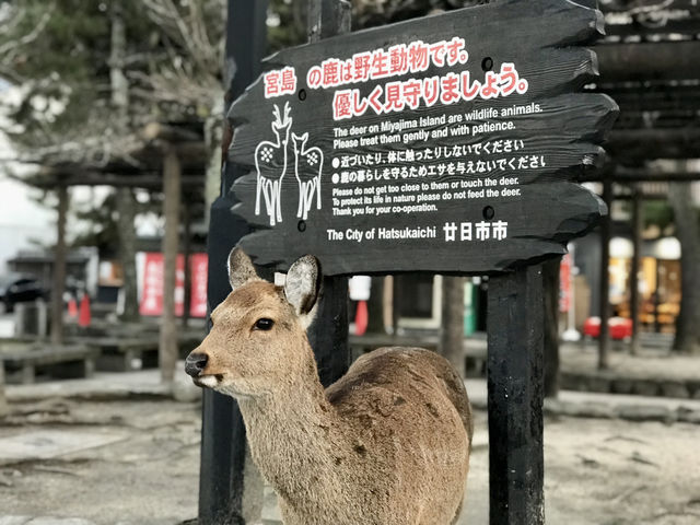 廣島｜嚴禁餵食的宮島鹿 原來是游過來的原住民