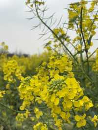 ทุ่งดอก Canola ที่เฉิงตู ในฤดูใบไม้ผลิ