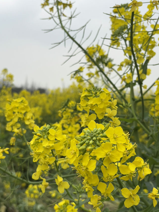 ทุ่งดอก Canola ที่เฉิงตู ในฤดูใบไม้ผลิ