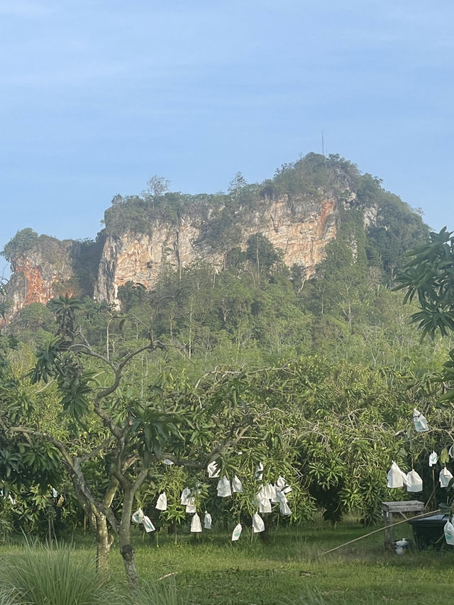 Travel to Perlis to Eat Expensive Harum Manis Mango in Malaysia