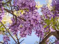 When Wisteria Whispers: Ito’s Hidden Spring Gem