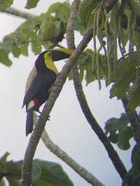 コスタリカ🇨🇷🦥