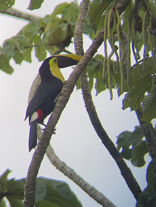 コスタリカ🇨🇷🦥