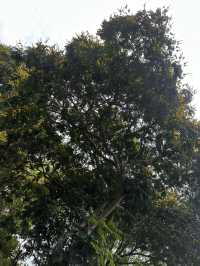 Golden Rain of Summer – The Poetry of Fallen Peltophorum Blossoms