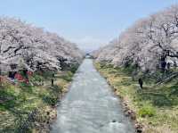 🌸 Tohoku Japan 2025 🌸