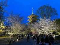 京都車站周邊賞櫻首選---東寺•夜櫻