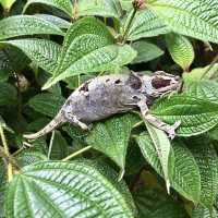 Réserve Peyrieras Madagascar Exotic｜近距離認識馬達加斯加生物