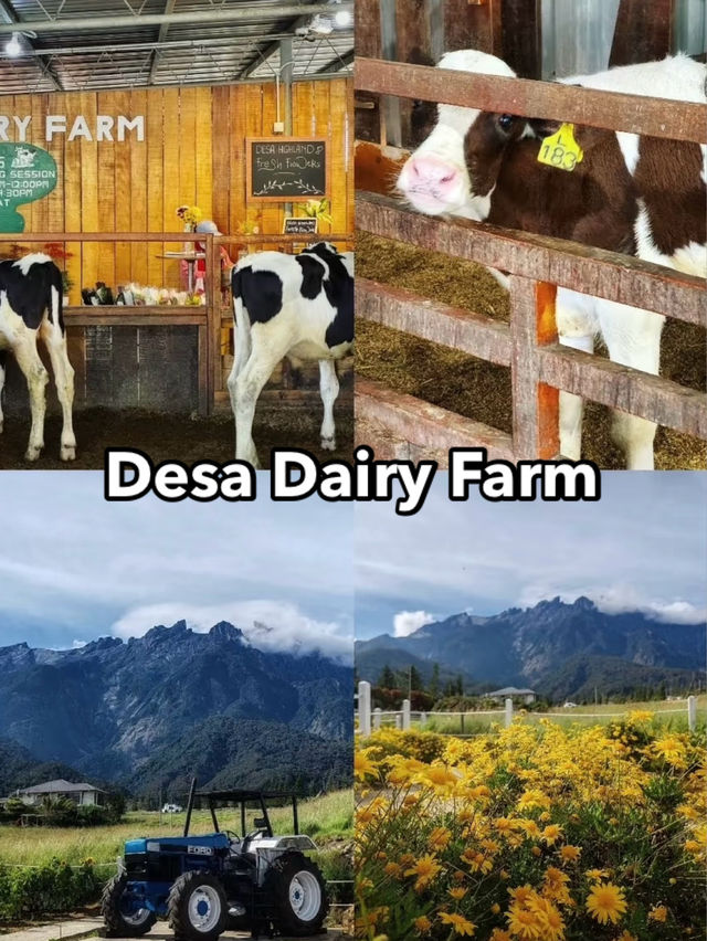 Wait... there's a “Little New Zealand” hidden in Sabah?! 🇲🇾🐄