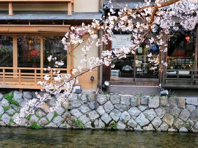 祇園白川賞夜櫻，漫步粉櫻綠柳的風雅浪漫
