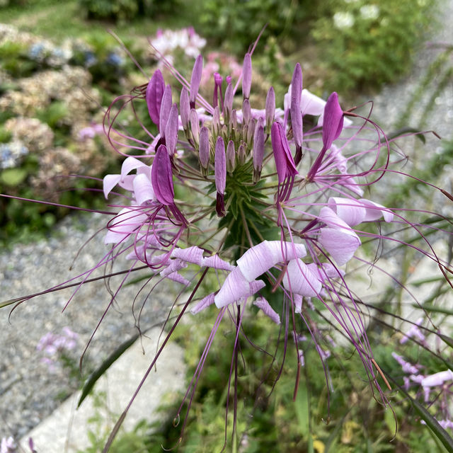 春日浪漫繡球花海・大安森林公園花季限定美景