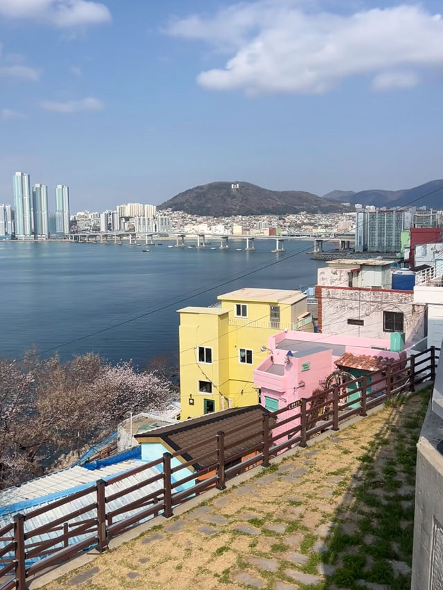 Coastal Sakura & Café Vibes: A Perfect Spring Day in Busan’s Yeongdo-gu! 