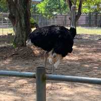 Sunday Morning at Ragunan Zoo