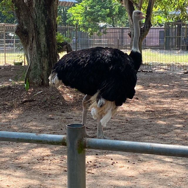 Sunday Morning at Ragunan Zoo