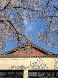 Gyeongju:The Ultimate Spring Destination 